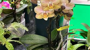 Orchids